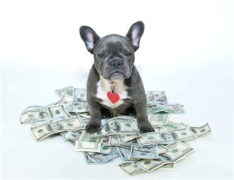 California is the most expensive place to own a dog, study says